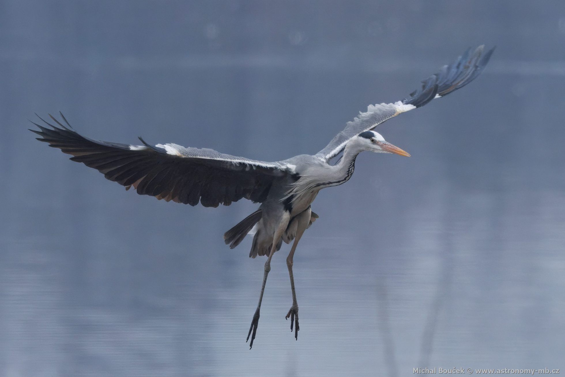 Volavka popelavá (Ardea cinerea) Volavka popelavá (Ardea cinerea)