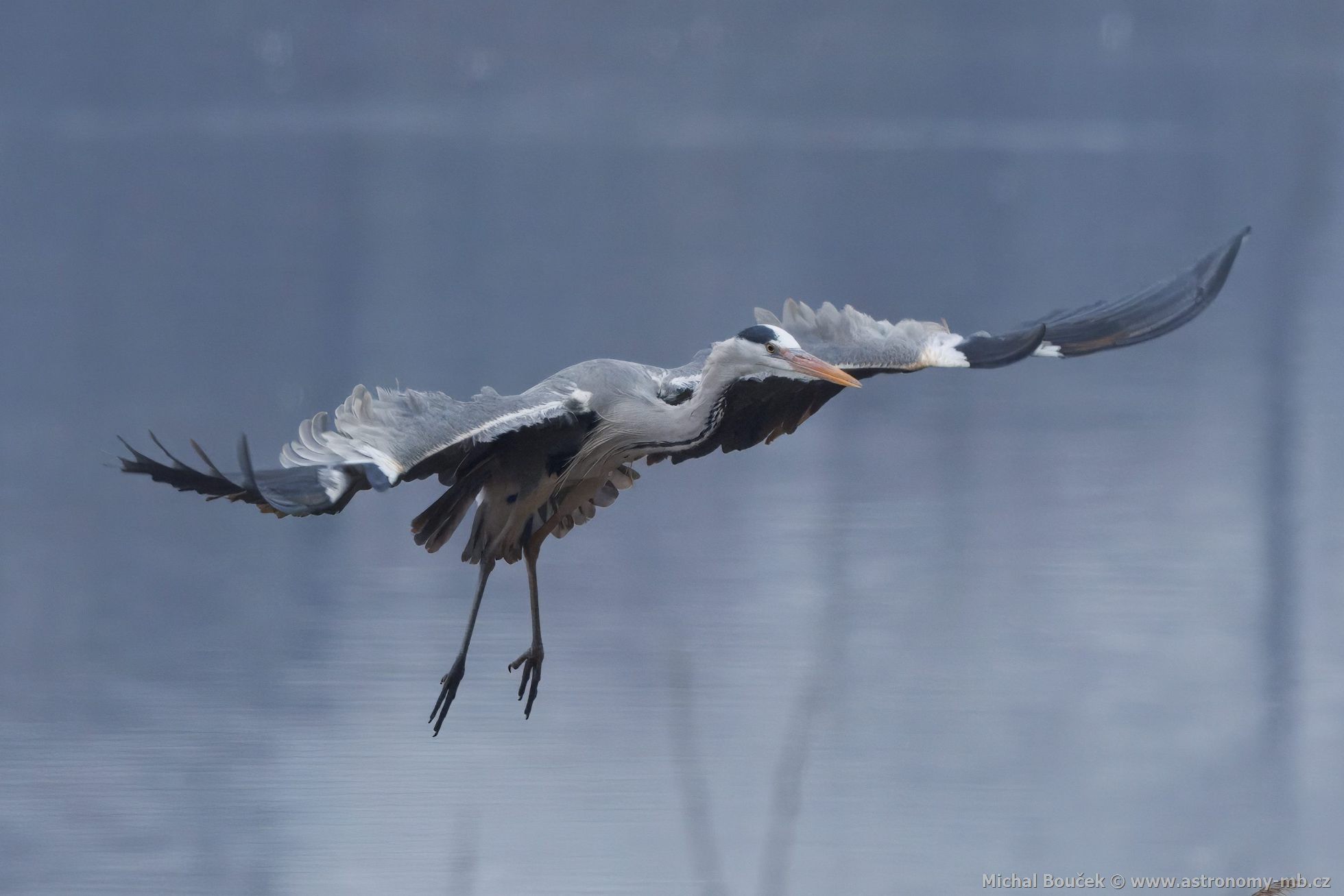 Volavka popelavá (Ardea cinerea) Volavka popelavá (Ardea cinerea)