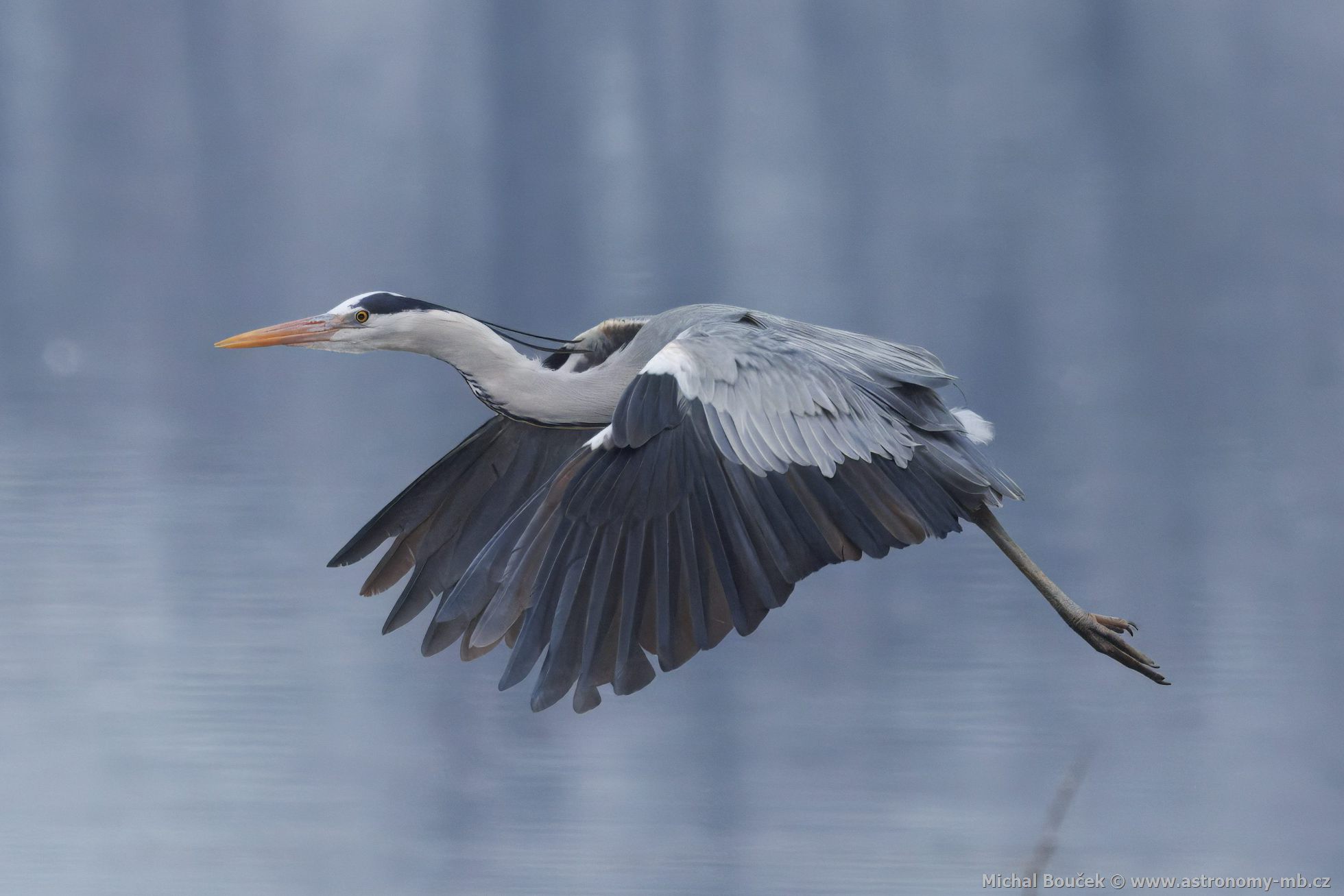 Volavka popelavá (Ardea cinerea) Volavka popelavá (Ardea cinerea)