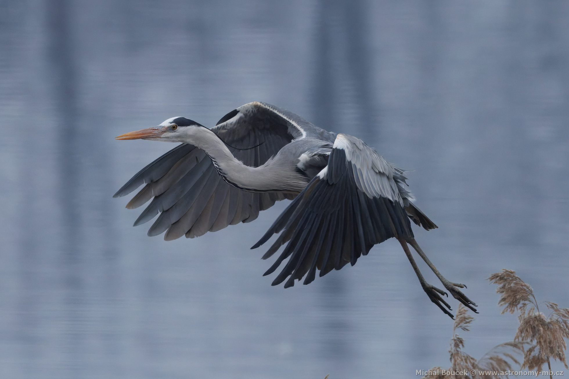 Volavka popelavá (Ardea cinerea) Volavka popelavá (Ardea cinerea)