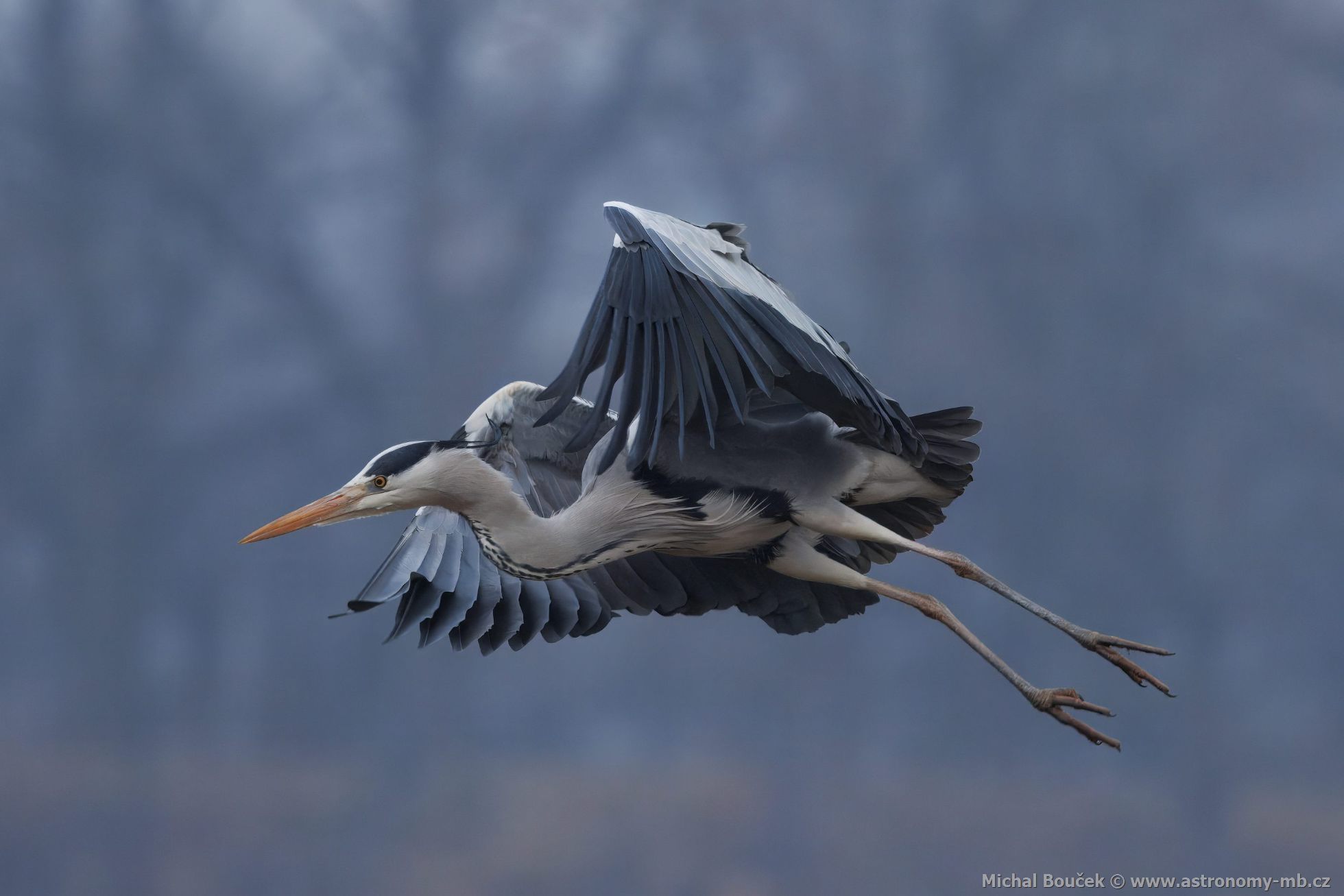 Volavka popelavá (Ardea cinerea) Volavka popelavá (Ardea cinerea)