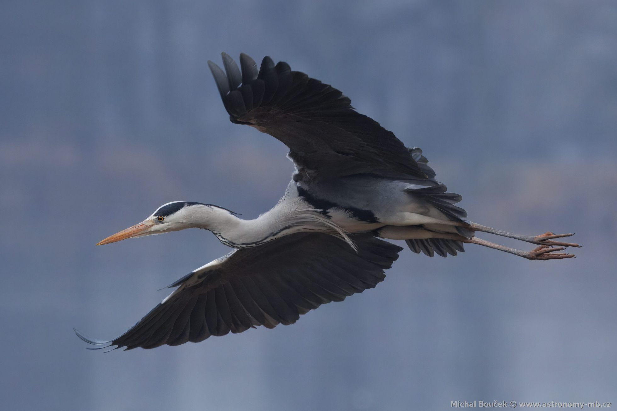 Volavka popelavá (Ardea cinerea) Volavka popelavá (Ardea cinerea)