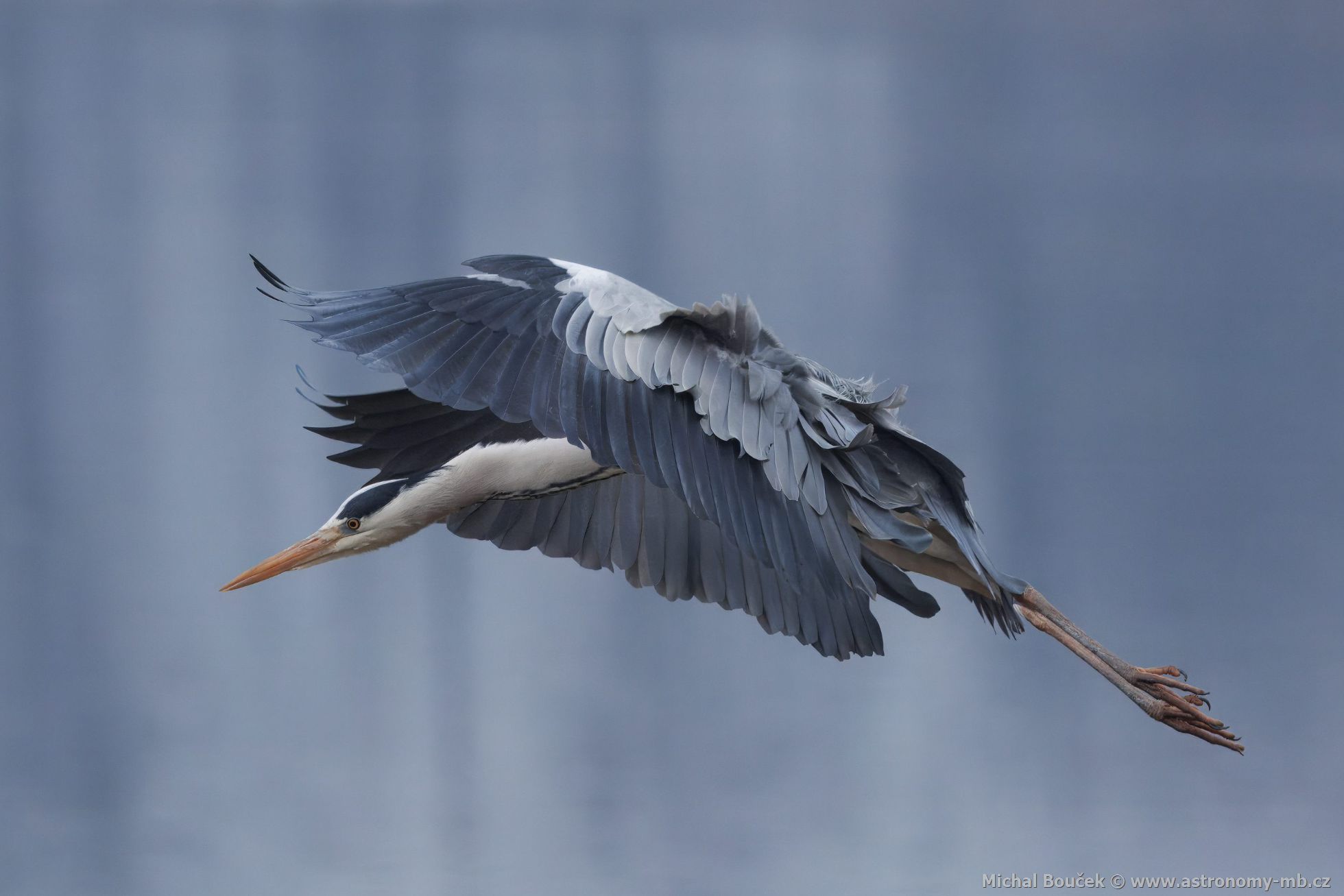 Volavka popelavá (Ardea cinerea) Volavka popelavá (Ardea cinerea)