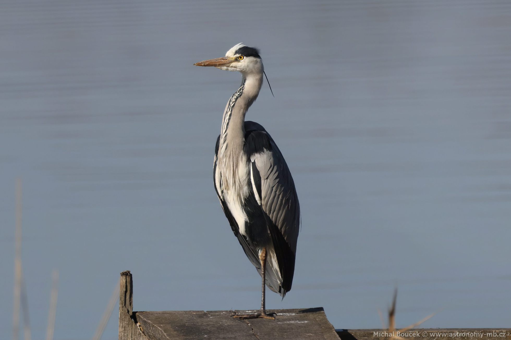 Volavka popelavá (Ardea cinerea) Volavka popelavá (Ardea cinerea)