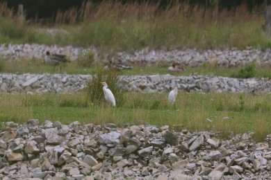 Volavka rusohlavá (Bubulcus ibis) Volavka rusohlavá (Bubulcus ibis)
