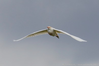 Volavka rusohlavá (Bubulcus ibis) Volavka rusohlavá (Bubulcus ibis)