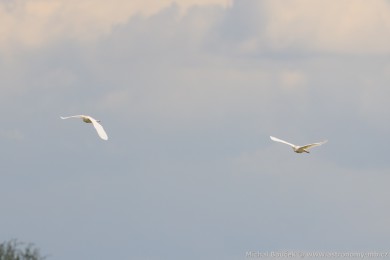Volavka rusohlavá (Bubulcus ibis) Volavka rusohlavá (Bubulcus ibis)
