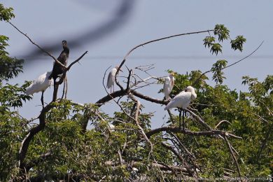 Volavka rusohlavá (Bubulcus ibis) Volavka rusohlavá (Bubulcus ibis)