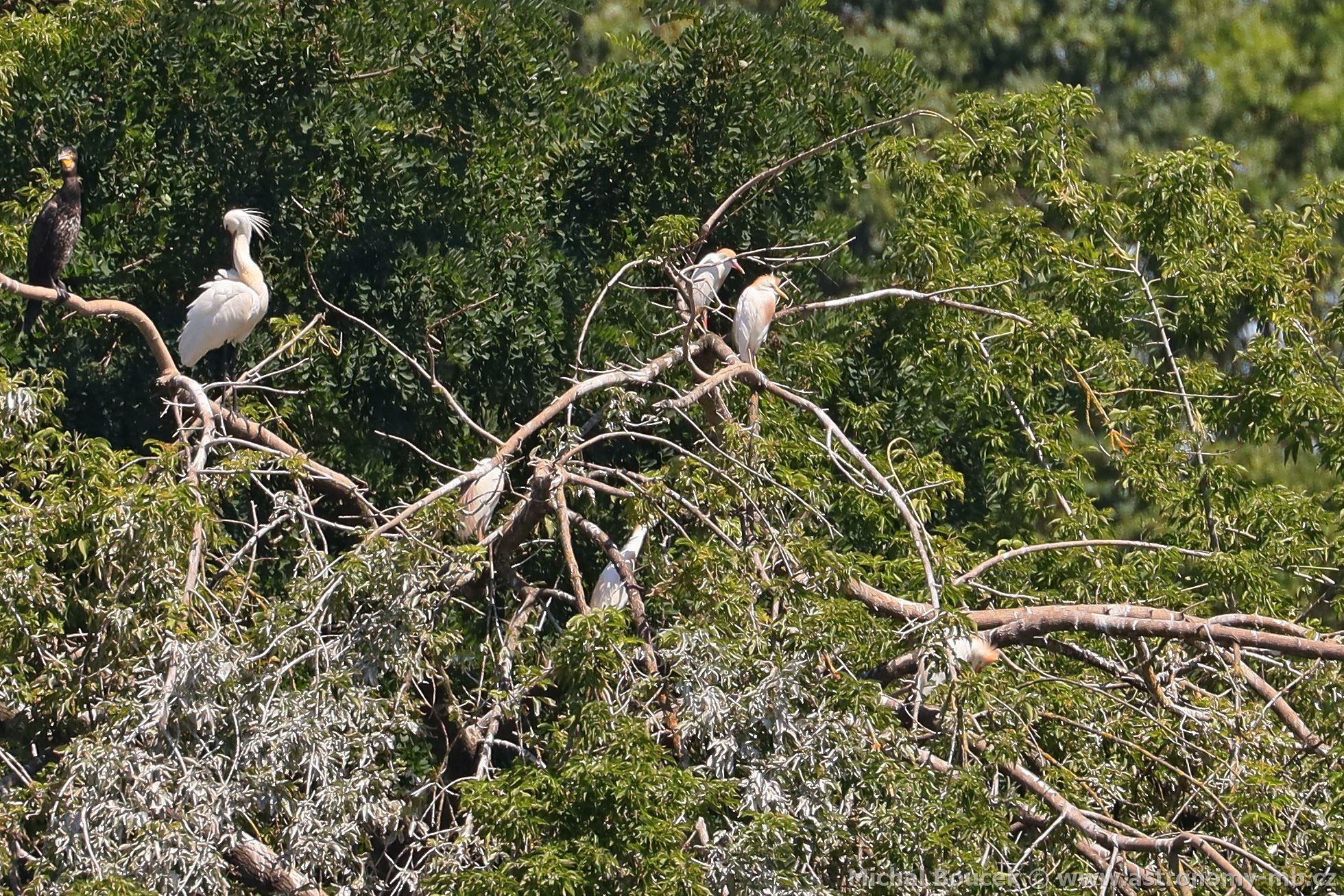 Volavka rusohlavá (Bubulcus ibis)