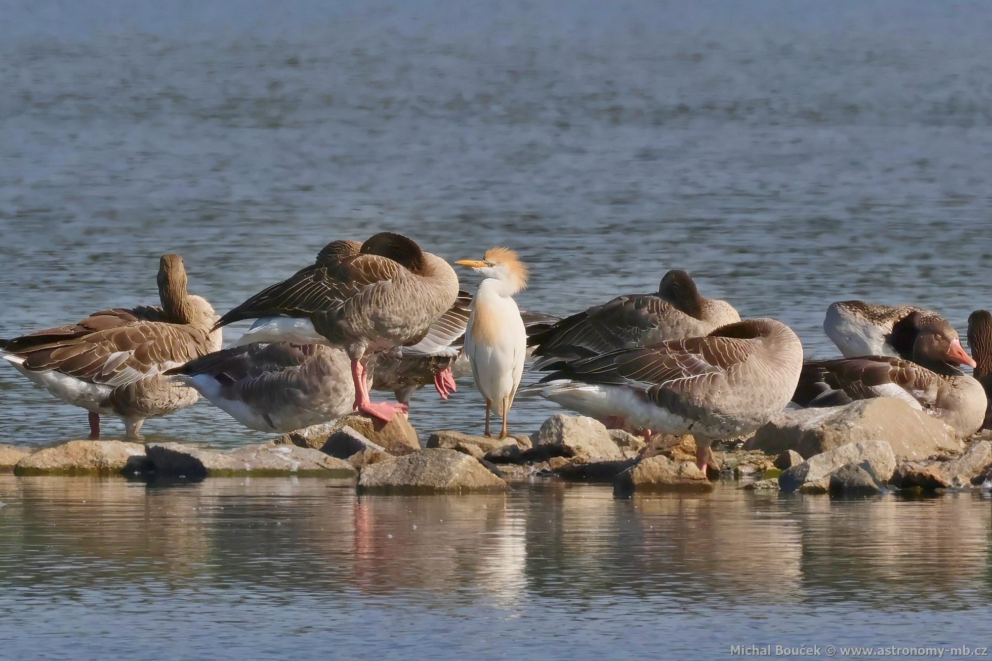 Volavka rusohlavá (Bubulcus ibis)