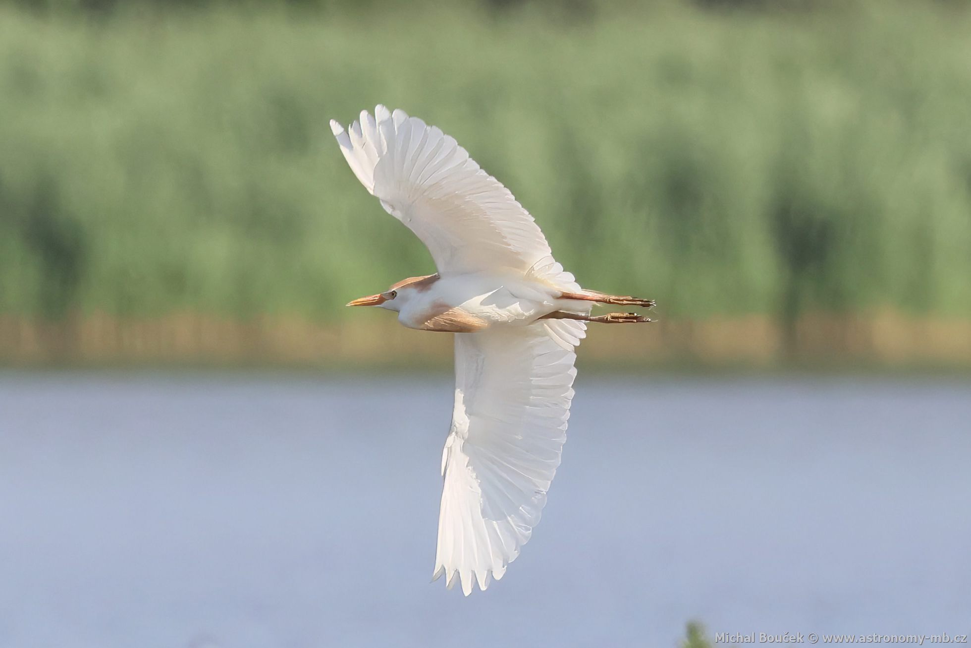 Volavka rusohlavá (Bubulcus ibis)