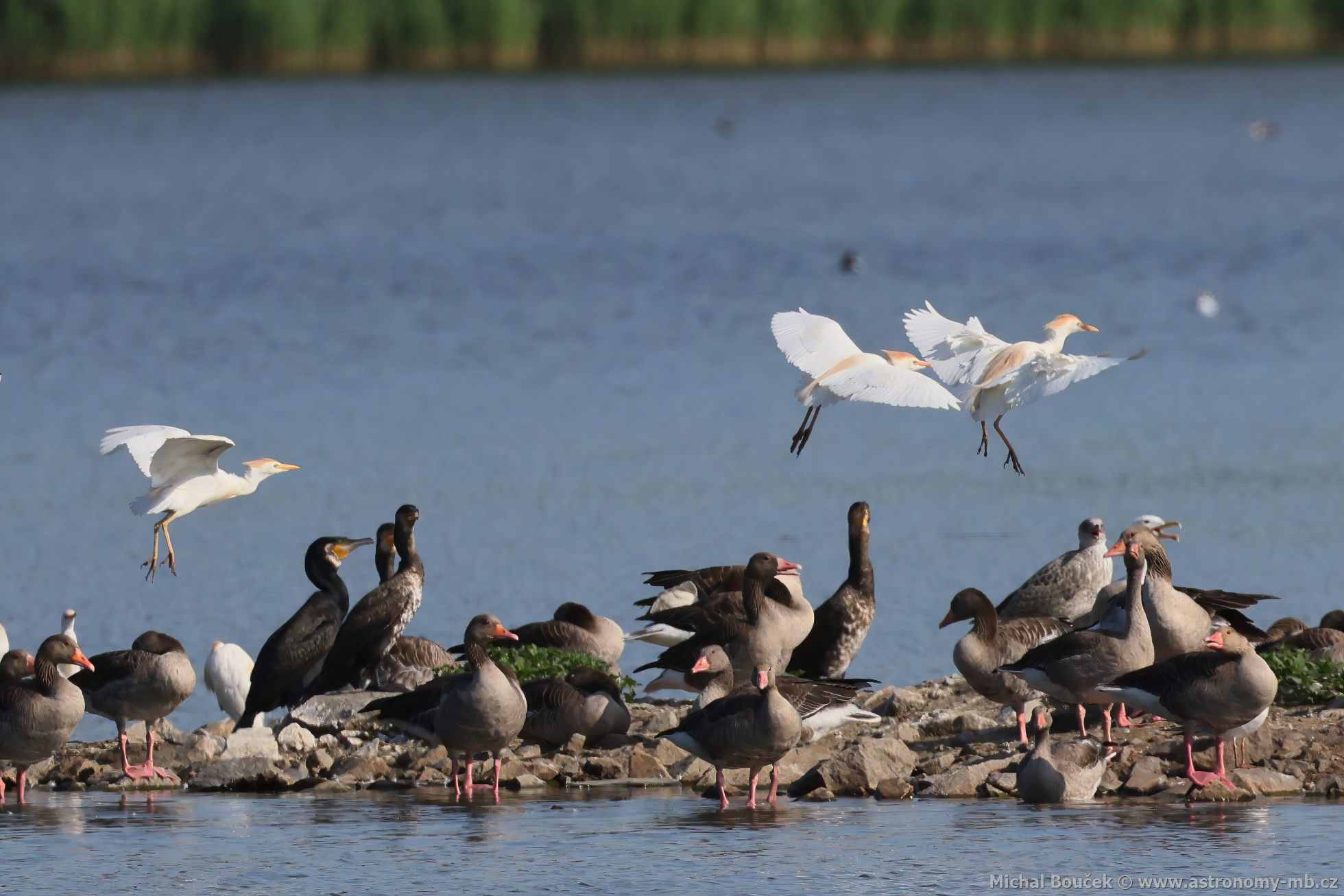 Volavka rusohlavá (Bubulcus ibis)