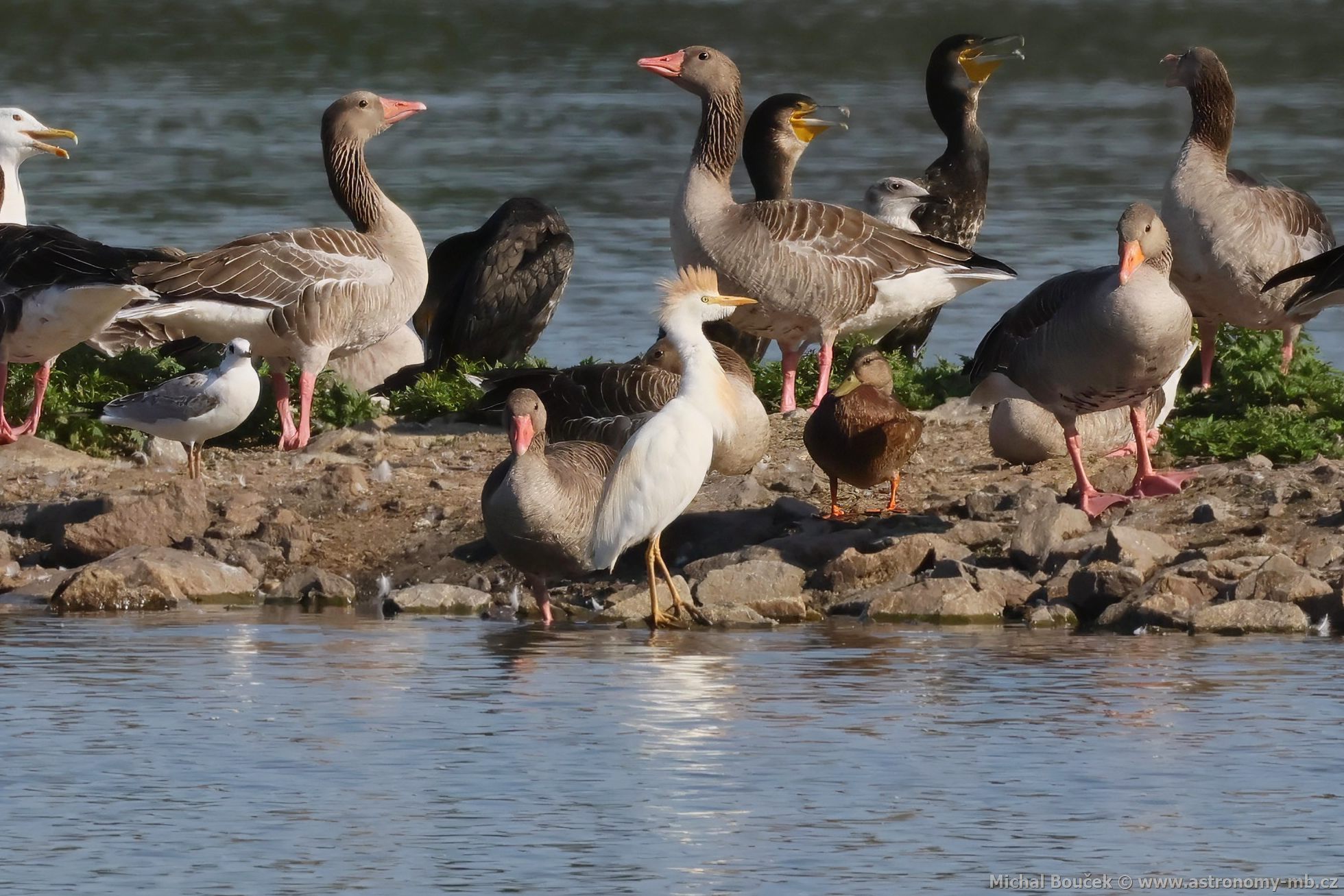 Volavka rusohlavá (Bubulcus ibis)