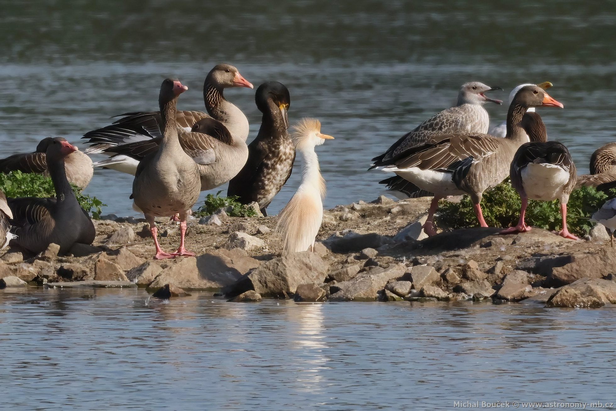 Volavka rusohlavá (Bubulcus ibis)