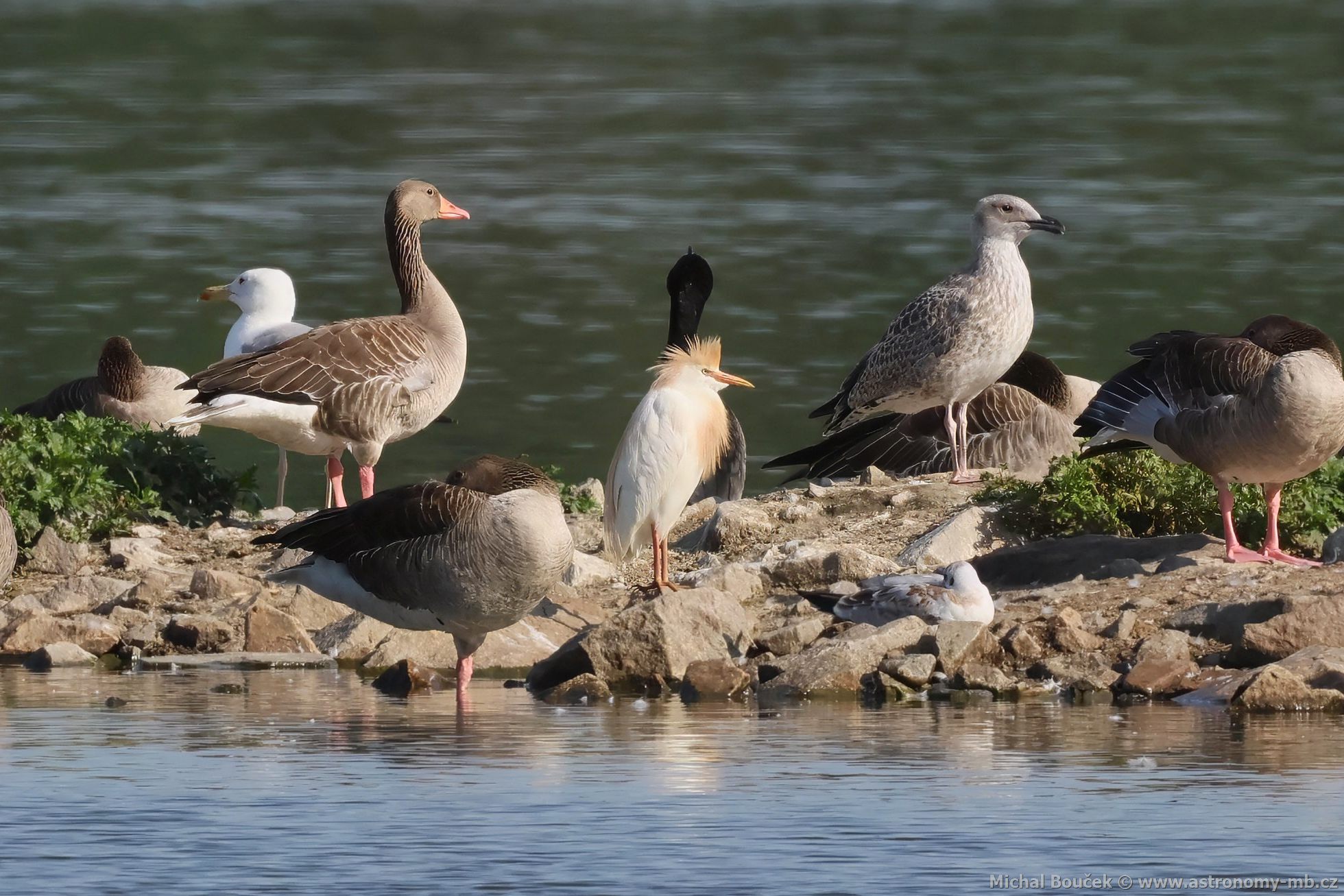 Volavka rusohlavá (Bubulcus ibis)