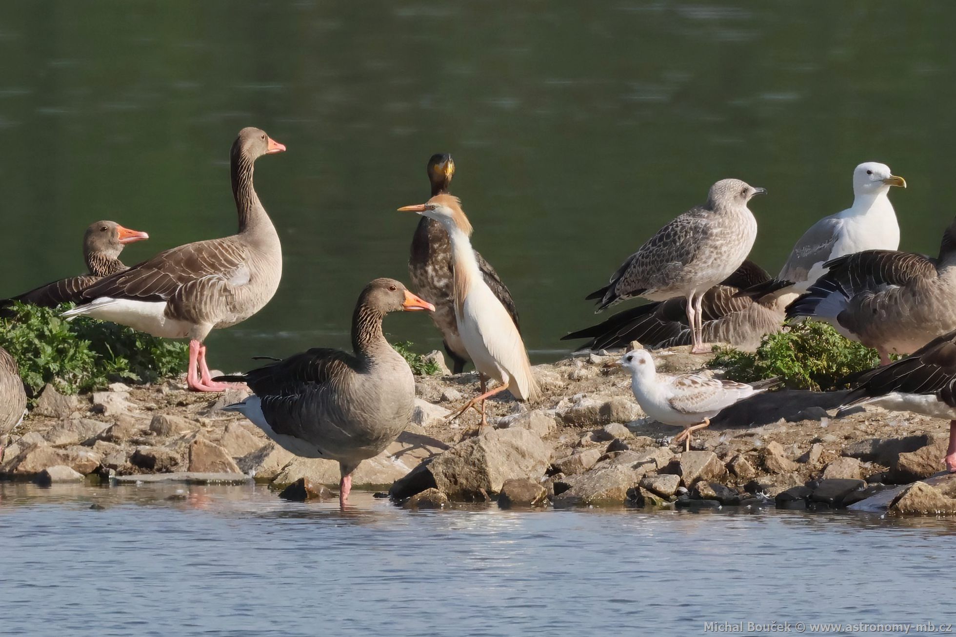 Volavka rusohlavá (Bubulcus ibis)