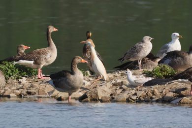 Volavka rusohlavá (Bubulcus ibis) Volavka rusohlavá (Bubulcus ibis)