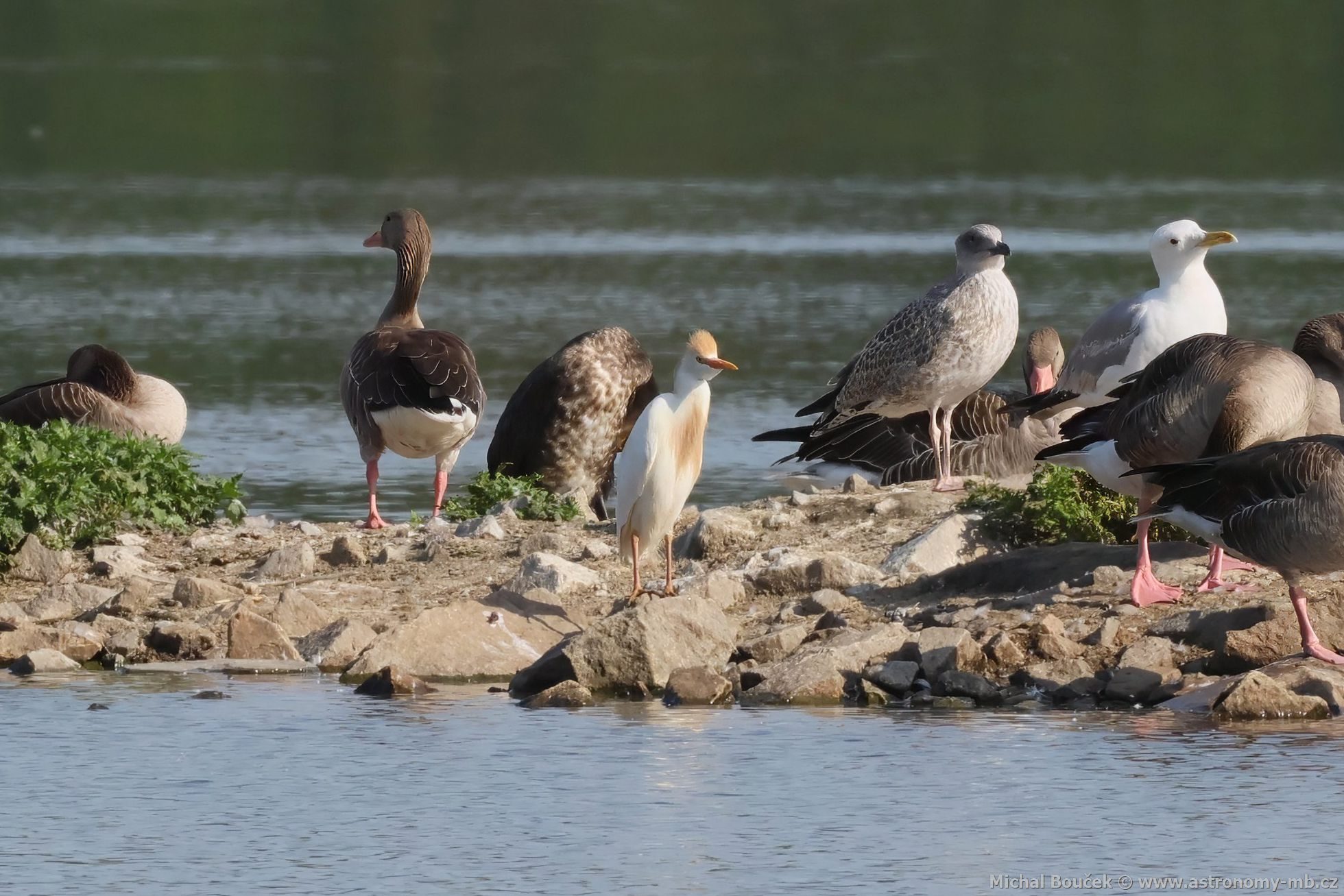 Volavka rusohlavá (Bubulcus ibis)