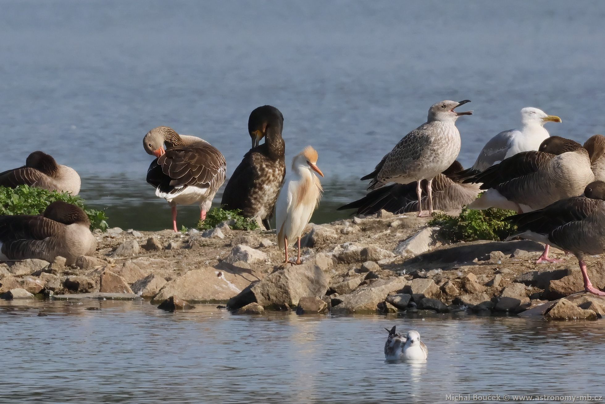 Volavka rusohlavá (Bubulcus ibis)