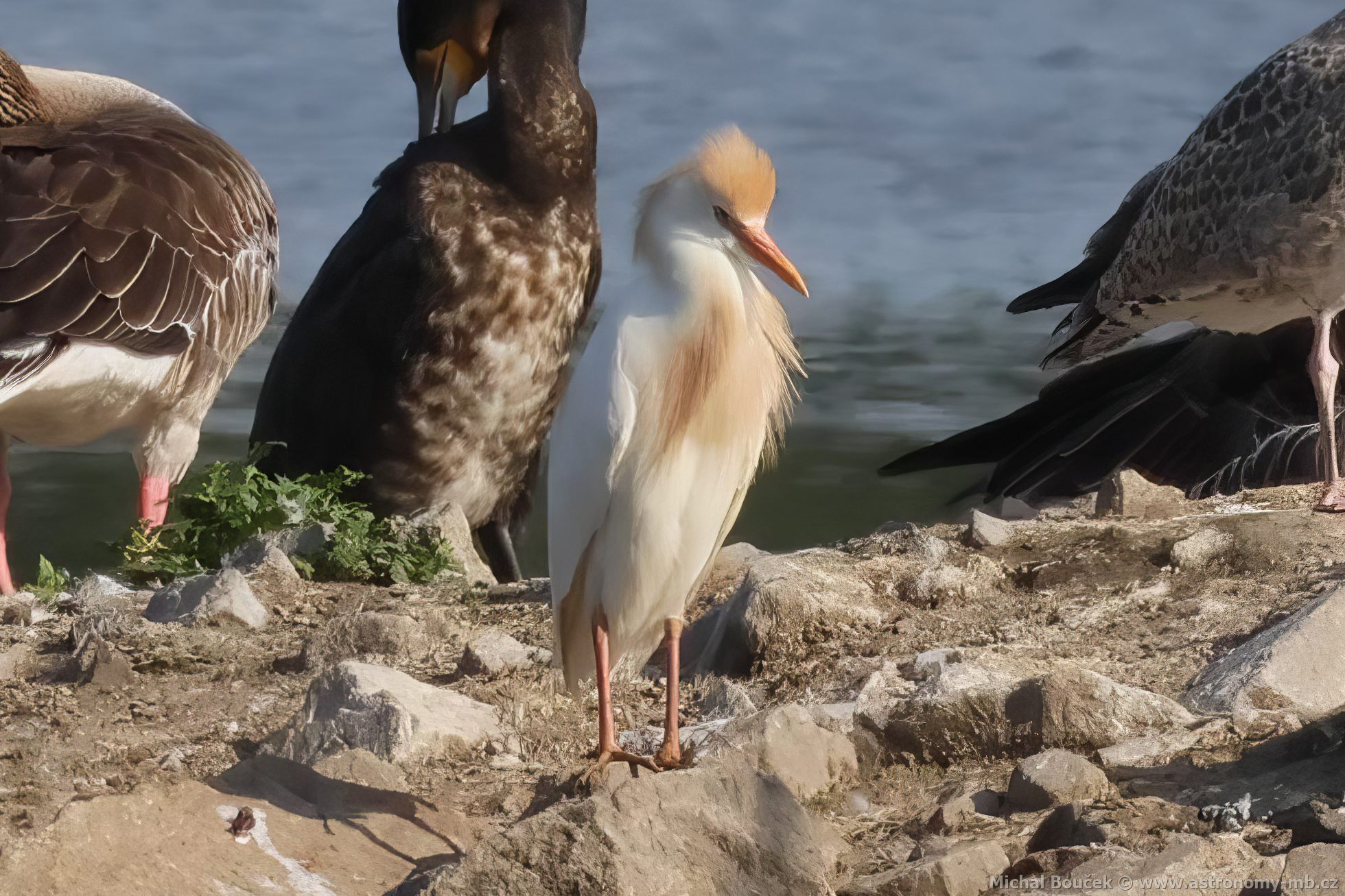 Volavka rusohlavá (Bubulcus ibis)