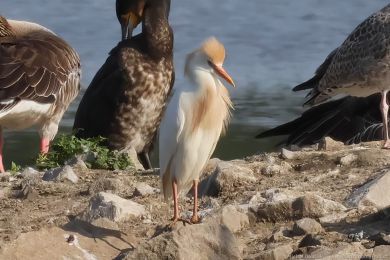 Volavka rusohlavá (Bubulcus ibis) Volavka rusohlavá (Bubulcus ibis)