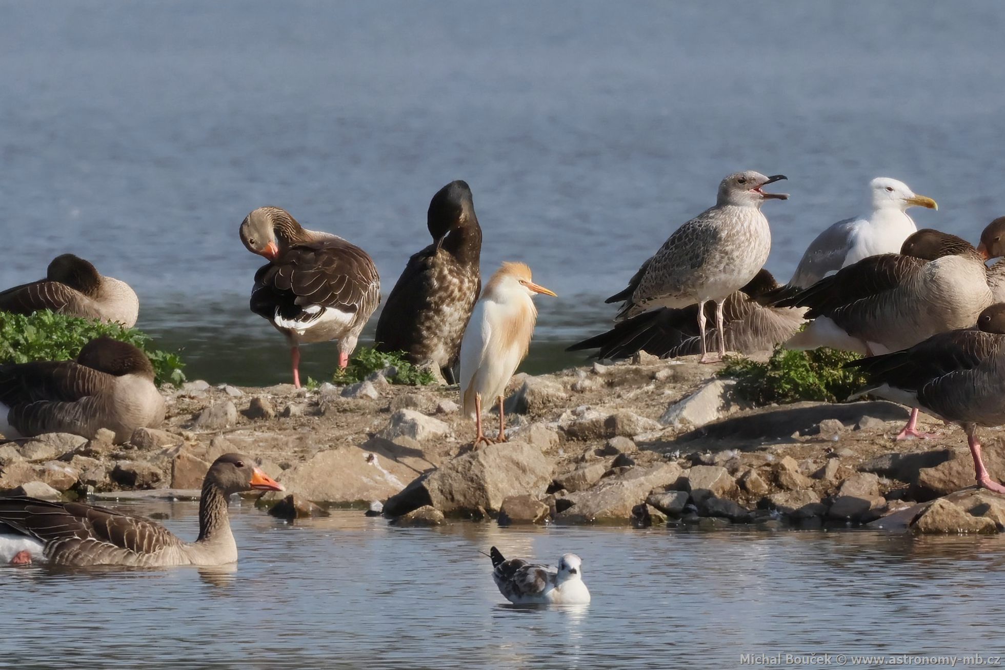 Volavka rusohlavá (Bubulcus ibis)