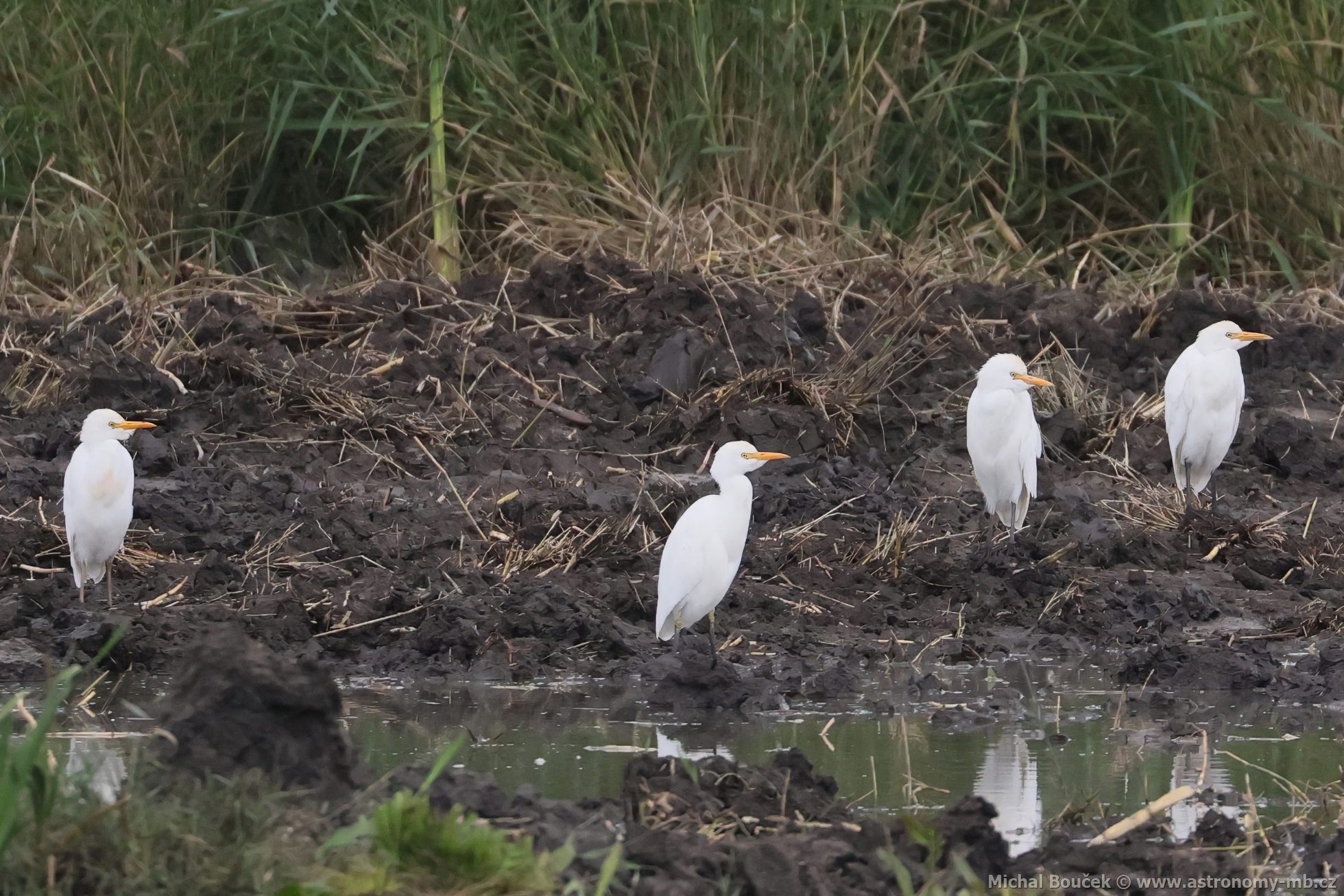 Volavka rusohlavá (Bubulcus ibis)