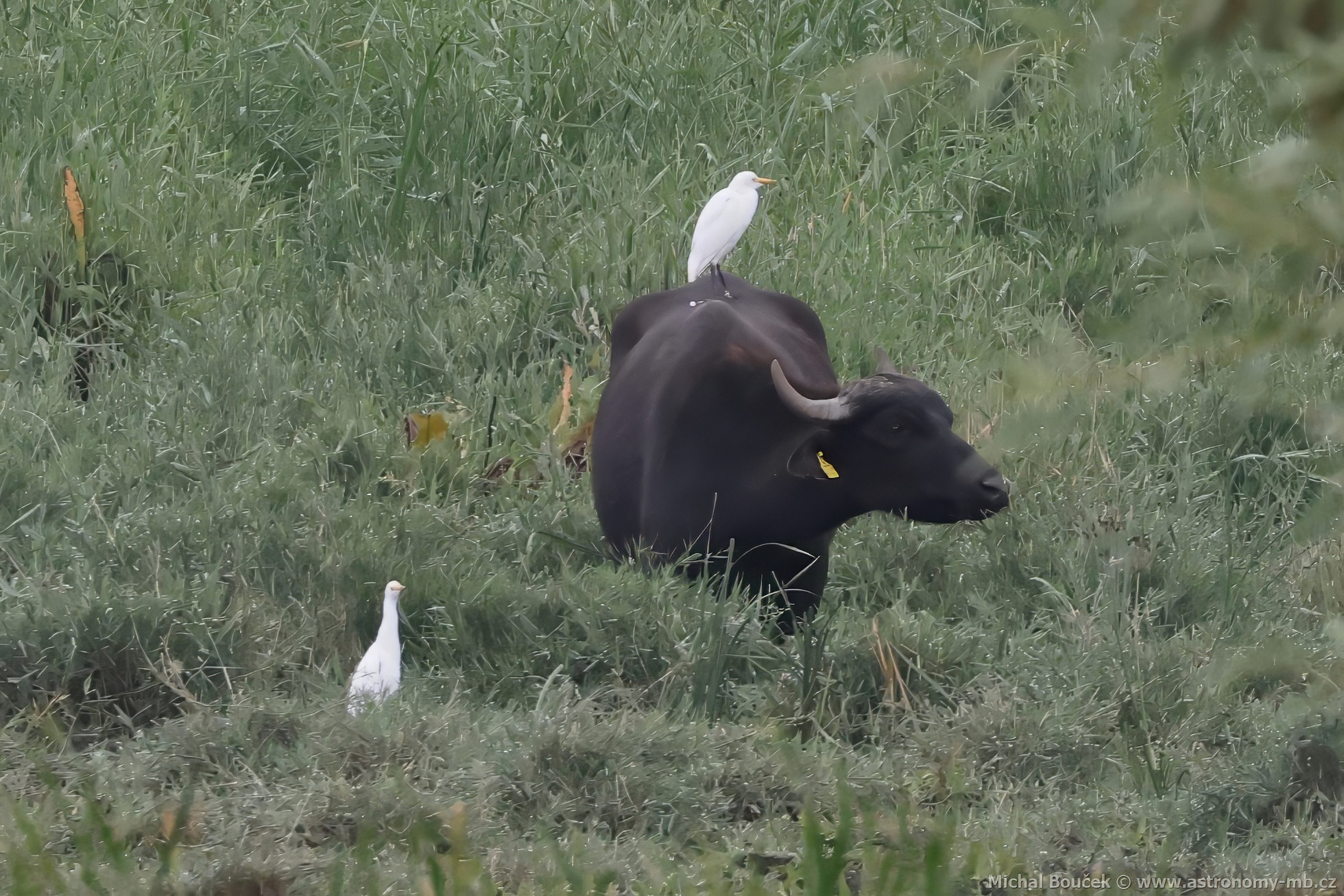 Volavka rusohlavá (Bubulcus ibis)