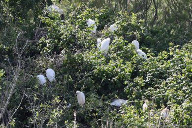 Volavka rusohlavá (Bubulcus ibis) Volavka rusohlavá (Bubulcus ibis)