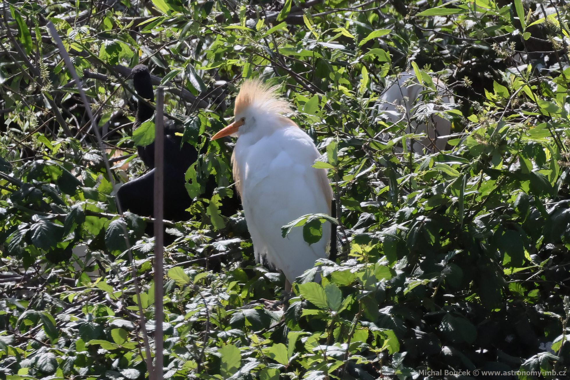 Volavka rusohlavá (Bubulcus ibis) Volavka rusohlavá (Bubulcus ibis)