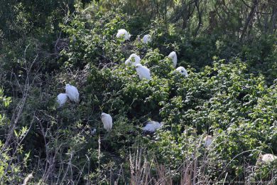 Volavka rusohlavá (Bubulcus ibis) Volavka rusohlavá (Bubulcus ibis)