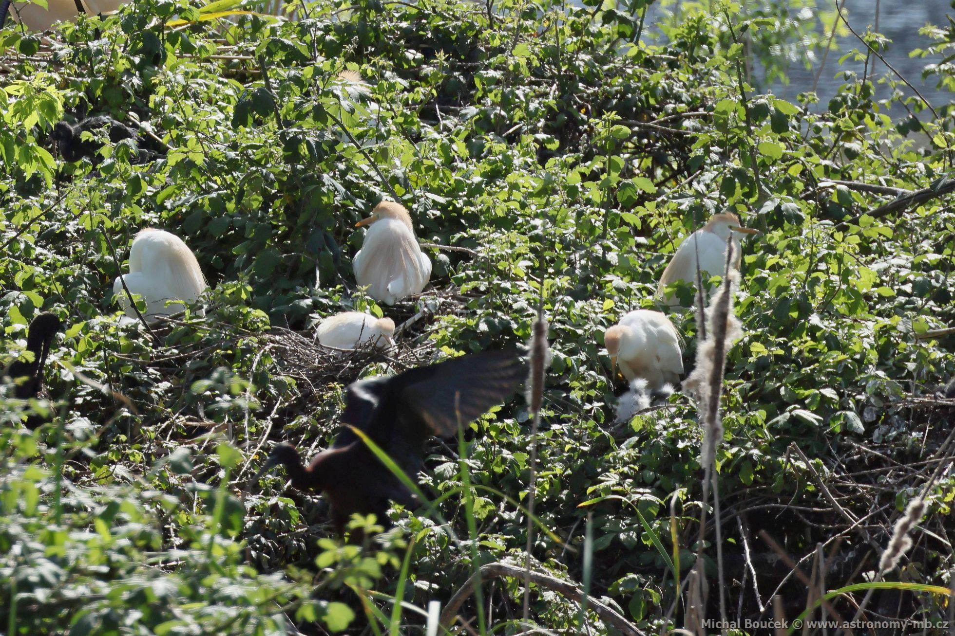 Volavka rusohlavá (Bubulcus ibis) Volavka rusohlavá (Bubulcus ibis)