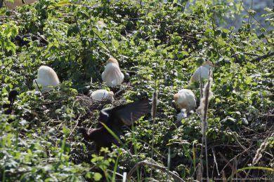 Volavka rusohlavá (Bubulcus ibis) Volavka rusohlavá (Bubulcus ibis)