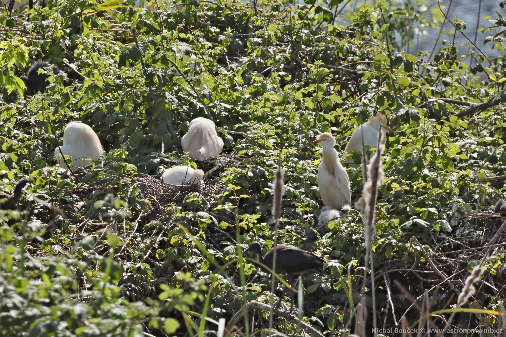 Volavka rusohlavá (Bubulcus ibis) Volavka rusohlavá (Bubulcus ibis)