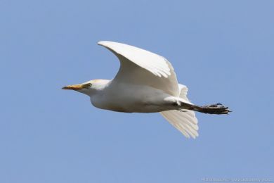 Volavka rusohlavá (Bubulcus ibis) Volavka rusohlavá (Bubulcus ibis)