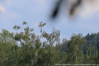 Volavka st�&iacute;b�it&aacute; (Egretta garzetta)