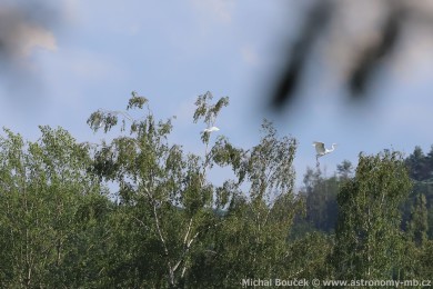 Volavka st�&iacute;b�it&aacute; (Egretta garzetta)