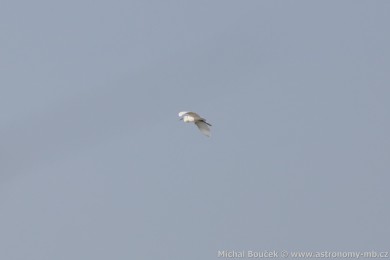 Volavka st�&iacute;b�it&aacute; (Egretta garzetta)