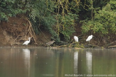 Volavka st�&iacute;b�it&aacute; (Egretta garzetta)