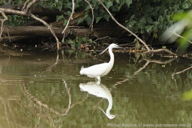 Volavka st�&iacute;b�it&aacute; (Egretta garzetta)