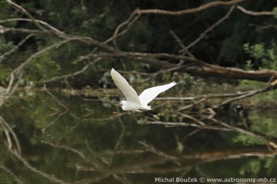 Volavka st�&iacute;b�it&aacute; (Egretta garzetta)