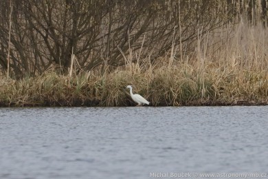 Volavka st�&iacute;b�it&aacute; (Egretta garzetta)