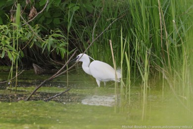 Volavka st�&iacute;b�it&aacute; (Egretta garzetta)