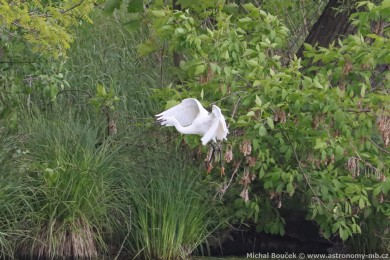 Volavka st�&iacute;b�it&aacute; (Egretta garzetta)