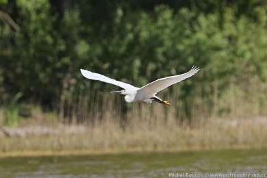 Volavka st�&iacute;b�it&aacute; (Egretta garzetta)