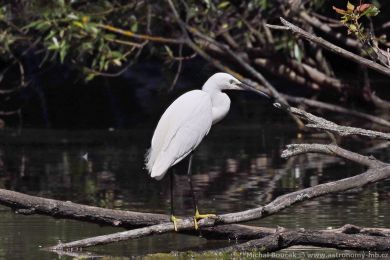 Volavka st�&iacute;b�it&aacute; (Egretta garzetta)