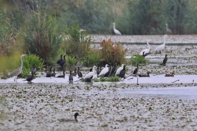 Volavka st�&iacute;b�it&aacute; (Egretta garzetta)