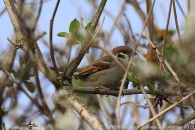 Vrabec polní (Passer montanus)