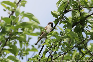 Vrabec polní (Passer montanus)