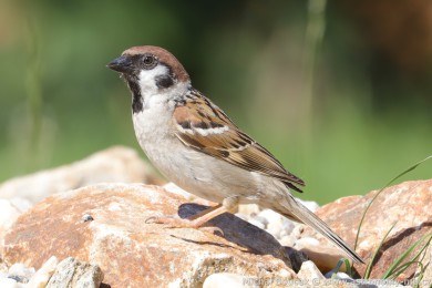 Vrabec polní (Passer montanus)